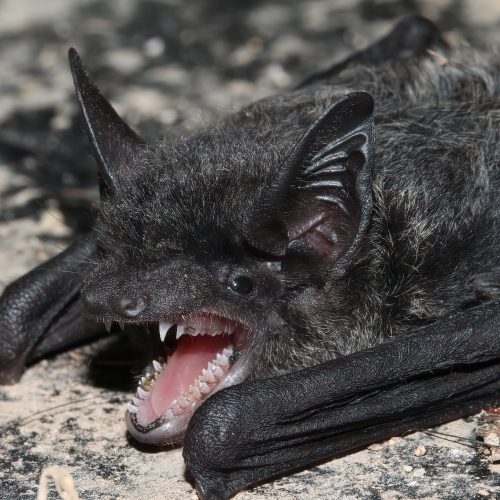 ©Guangzhou University Naturalists CC-BY NC