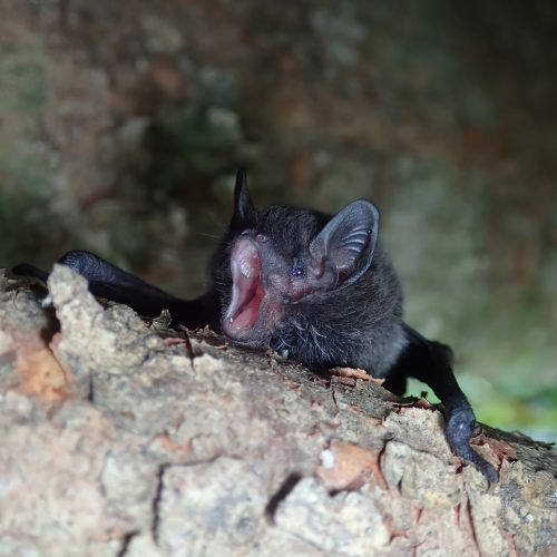 ©葉曉文 (All Right Reserved)