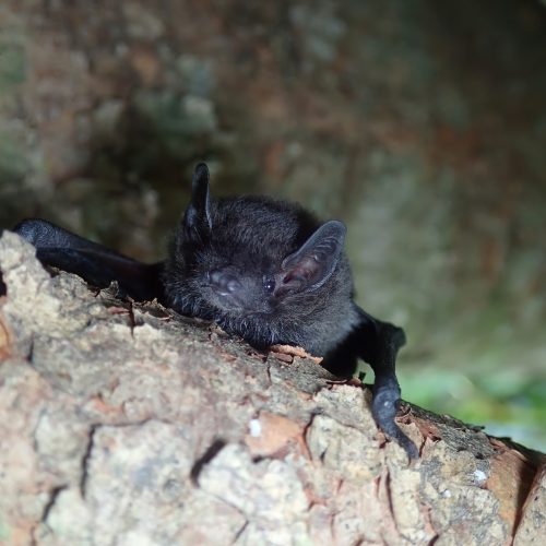 ©葉曉文 (All Right Reserved)