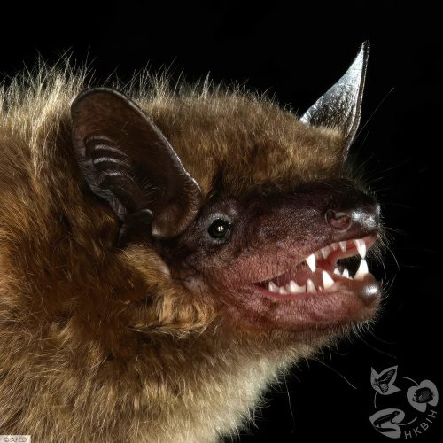 ©漁農自然護理署 (HKBIH)