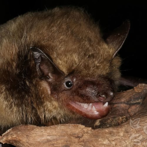 ©漁農自然護理署 (HKBIH)