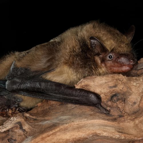 ©漁農自然護理署 (HKBIH)