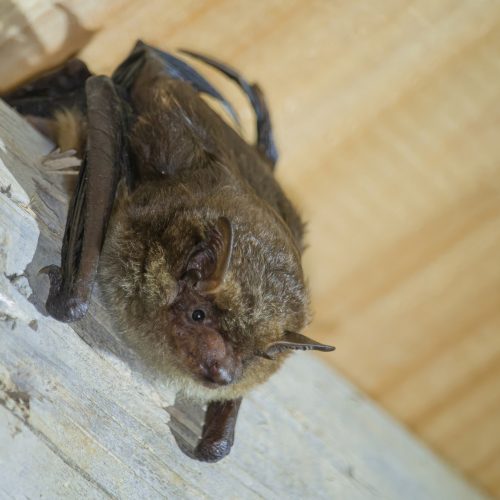 ©Chuan Xuan CC BY-NC