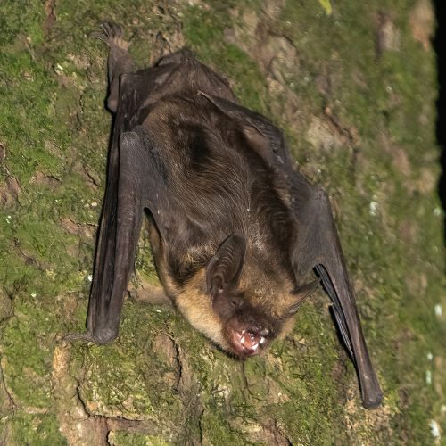 ©Jerome Zhang八咫乌 CC BY-NC