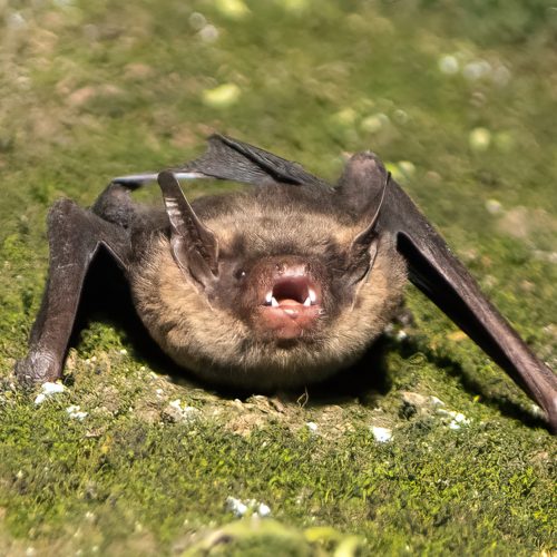 ©Jerome Zhang八咫乌 CC BY-NC