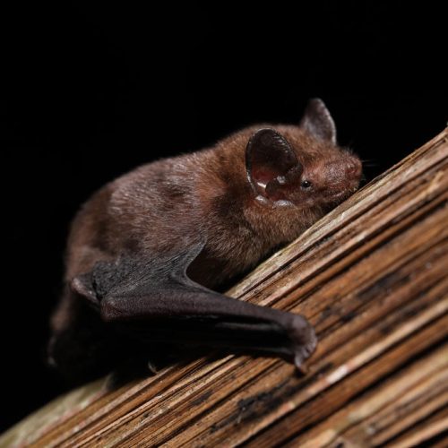 ©漁農自然護理署 (HKBIH)