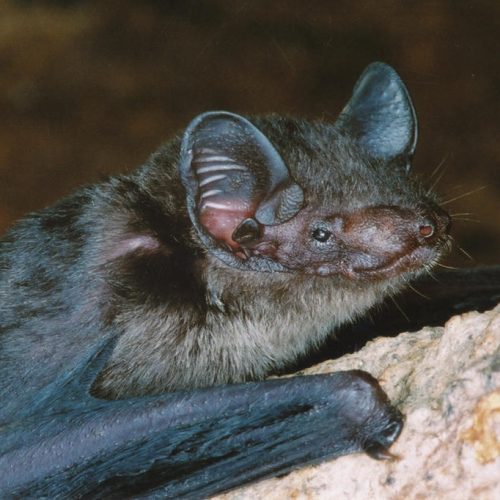 ©漁農自然護理署 (HKBIH)