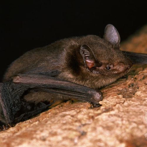 ©漁農自然護理署 (HKBIH)