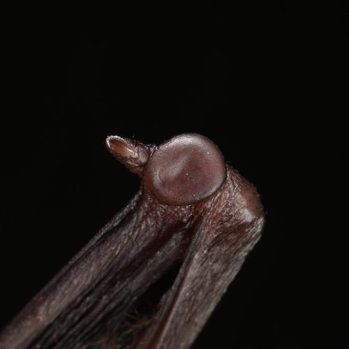 ©漁農自然護理署 (HKBIH)