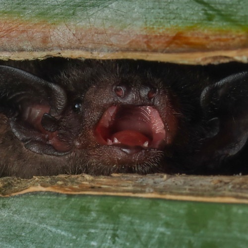 ©FS Sour (All Rights Reserved)