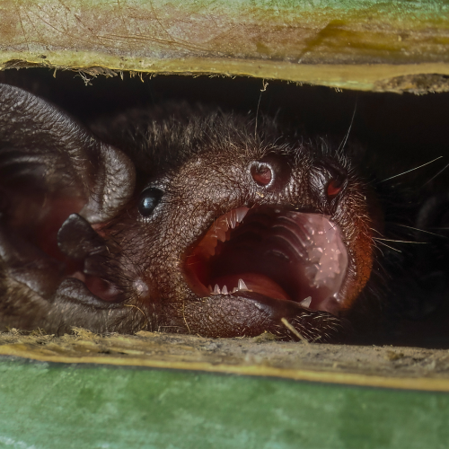 ©FS Sour (All Rights Reserved)