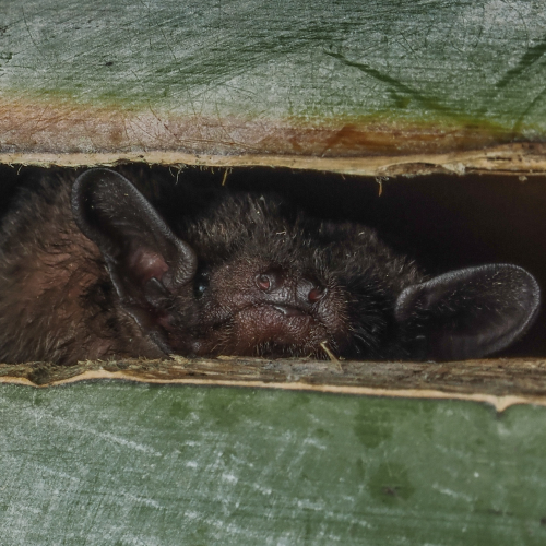 ©FS Sour (All Rights Reserved)