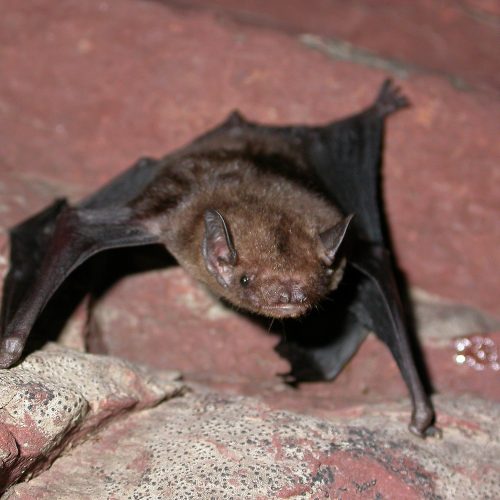 ©Manuel Ruedi CC BY-NC