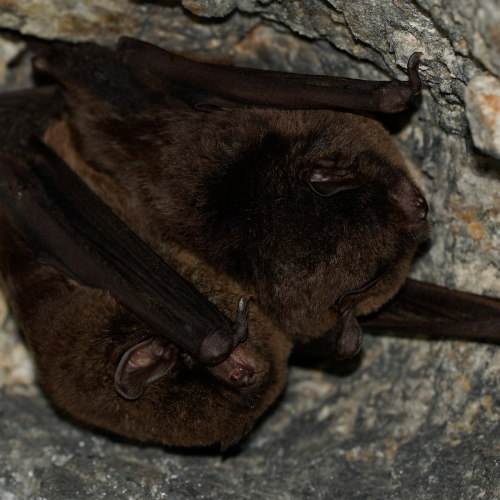 ©Hong Kong Bat Radar (All Rights Reserved)