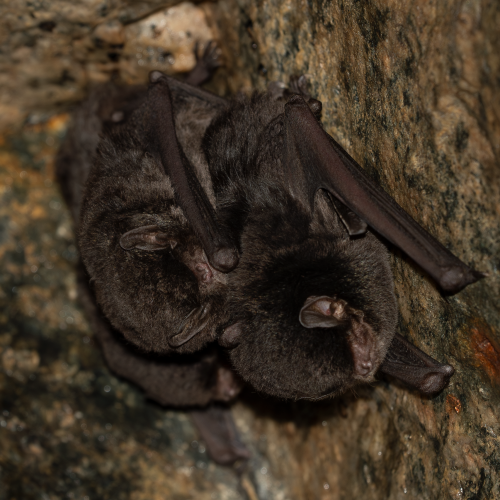 ©Hong Kong Bat Radar (All Rights Reserved)