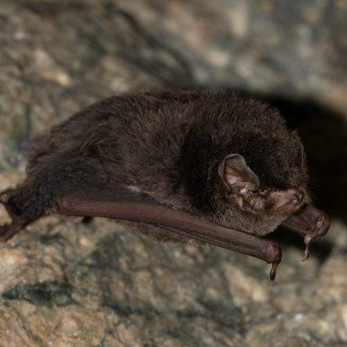 ©Hong Kong Bat Radar (All Rights Reserved)