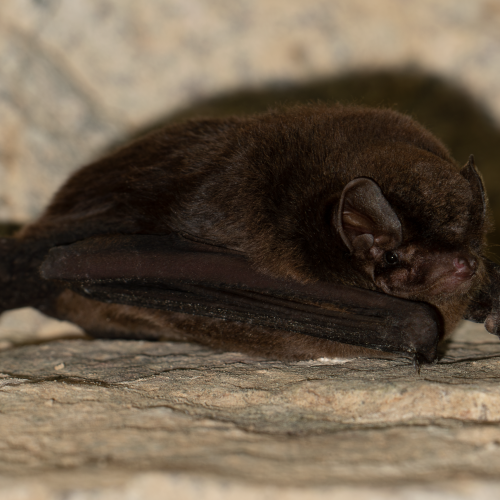 ©Hong Kong Bat Radar (All Rights Reserved)