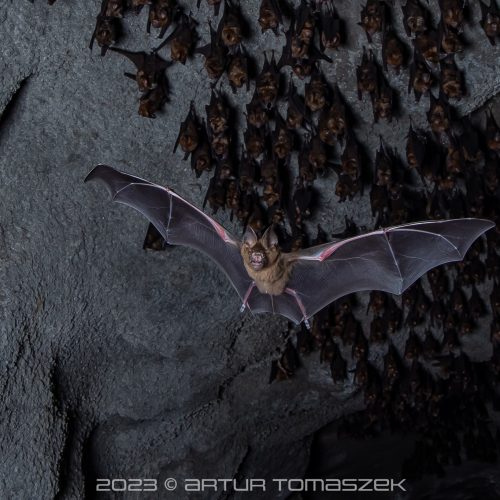 ©Artur Tomaszek (All Rights Reserved)