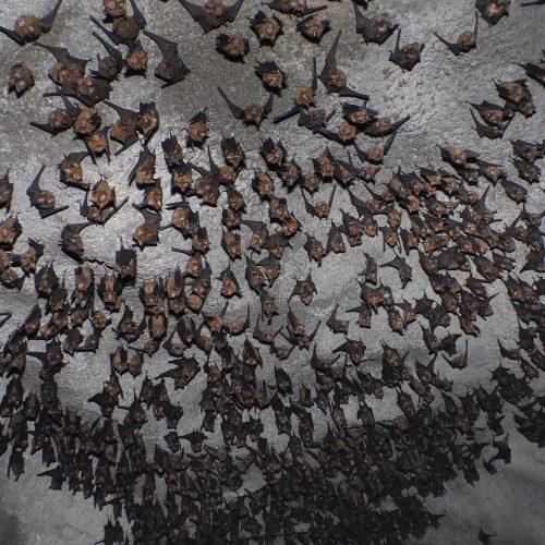 ©FS Sour (All Rights Reserved)