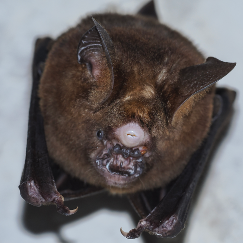 ©FS Sour (All Rights Reserved)