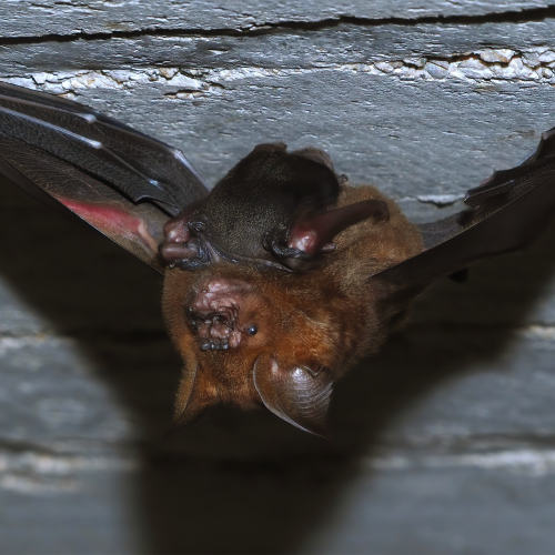 ©FS Sour (All Rights Reserved)