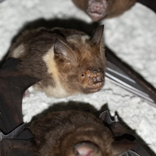 ©Pasteur Ng (All Rights Reserved)