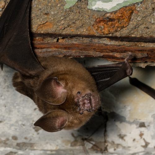 ©Paul Dickson CC BY-NC