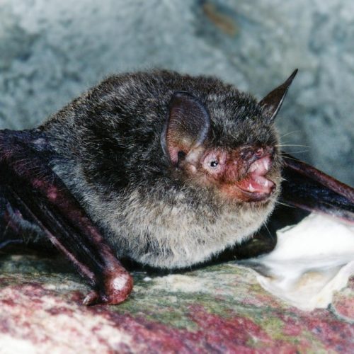 ©漁農自然護理署 (HKBIH)