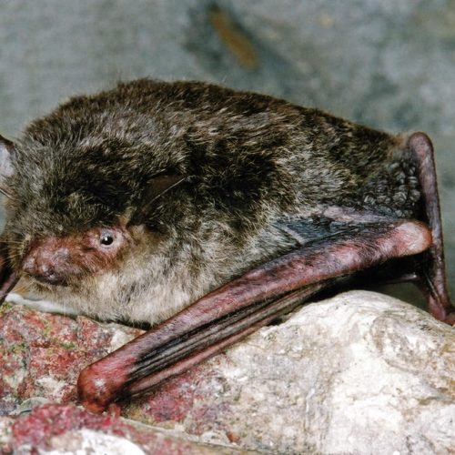 ©漁農自然護理署 (HKBIH)