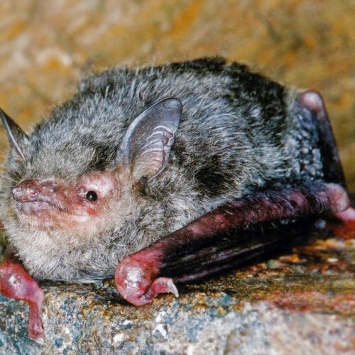 ©漁農自然護理署 (HKBIH)