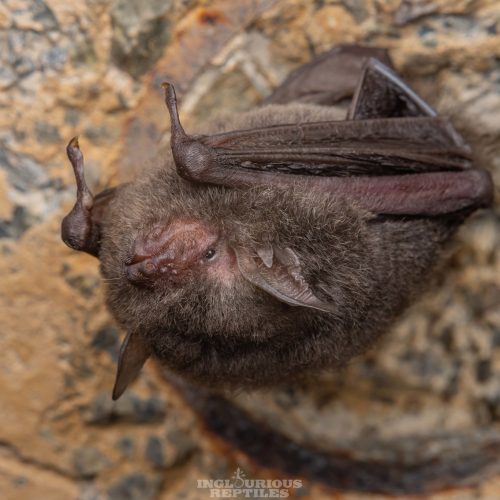 ©Artur Tomaszek (All Rights Reserved)