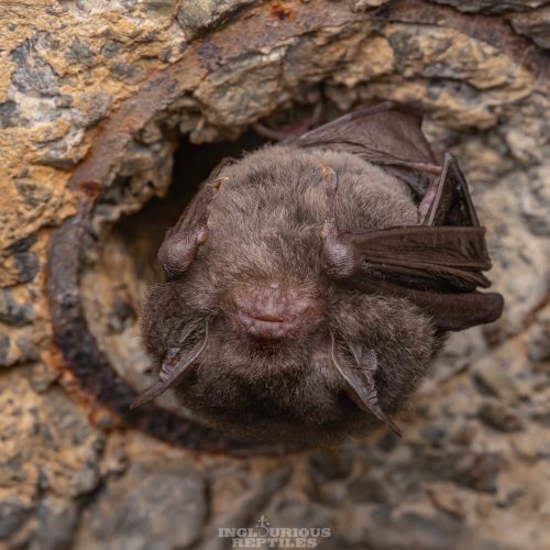 ©Artur Tomaszek (All Rights Reserved)