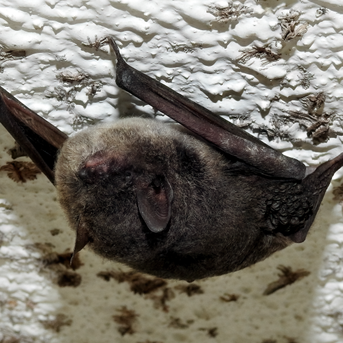 ©Augustine Chung (All Rights Reserved)