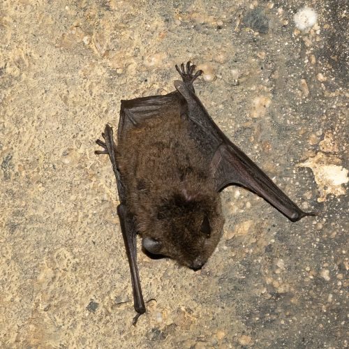 ©Edward Wong (All Rights Reserved)