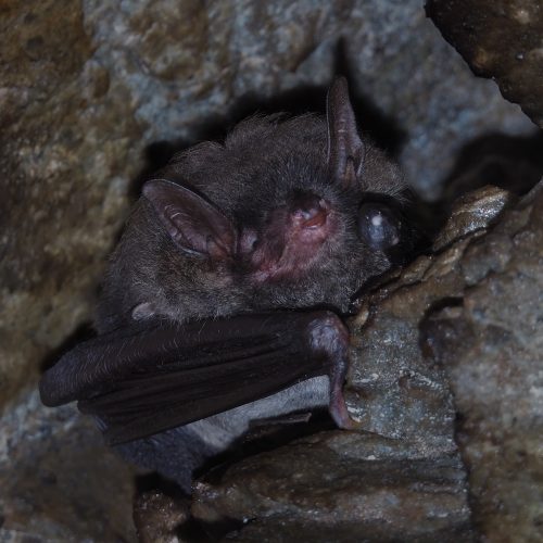 ©FS Sour (All Rights Reserved)