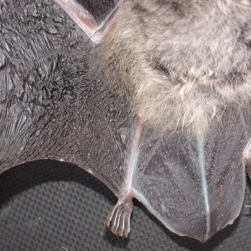 ©Manuel Ruedi CC BY-NC