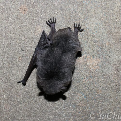 ©Yu Ching Tam (All Rights Reserved)