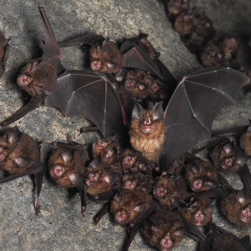 ©FS Sour (All Rights Reserved)