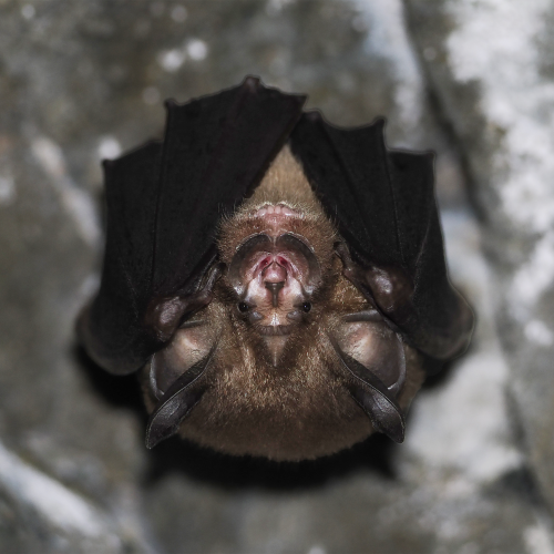 ©FS Sour (All Rights Reserved)