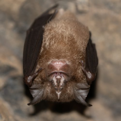 ©Pasteur Ng (All Rights Reserved)