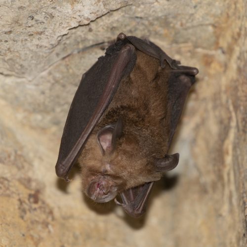 ©Pasteur Ng (All Rights Reserved)