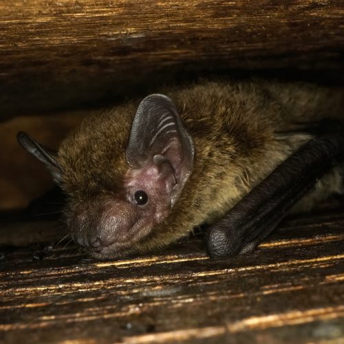 ©Hong Kong Bat Radar (All Rights Reserved)