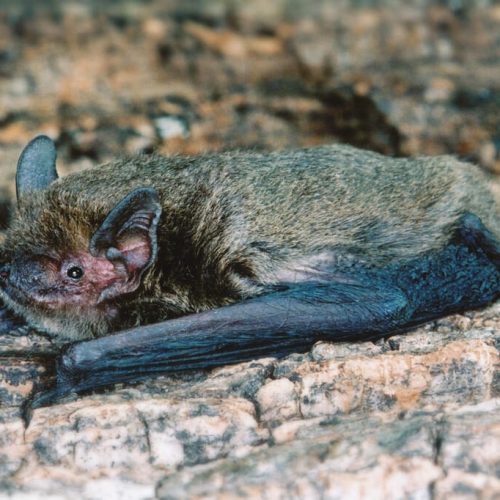 ©漁農自然護理署 (HKBIH)