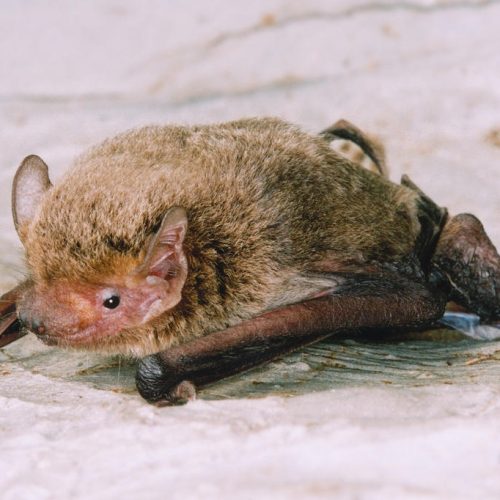 ©漁農自然護理署 (HKBIH)