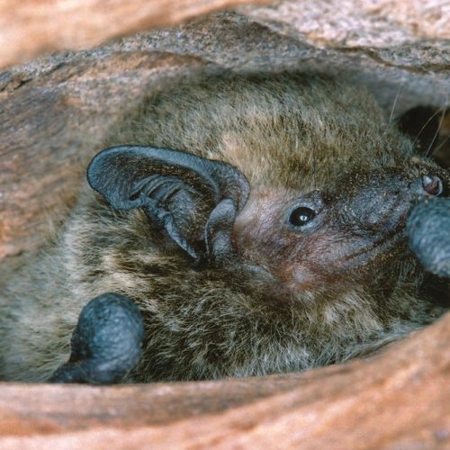 ©漁農自然護理署 (HKBIH)