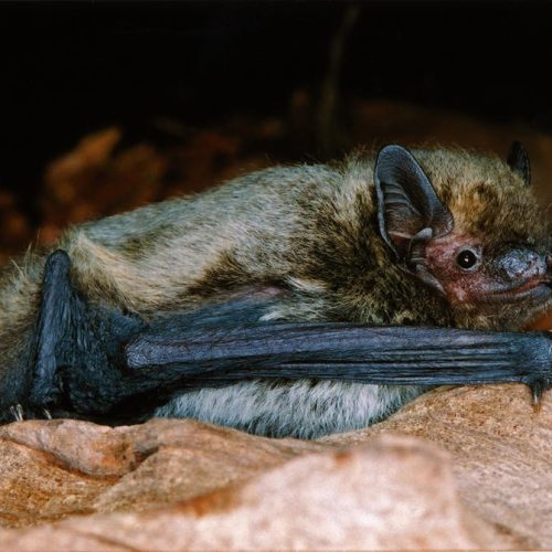 ©漁農自然護理署 (HKBIH)