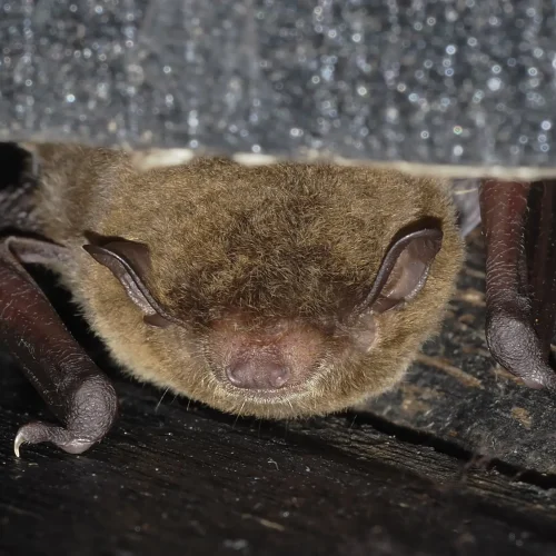 ©FS Sour (All Rights Reserved)