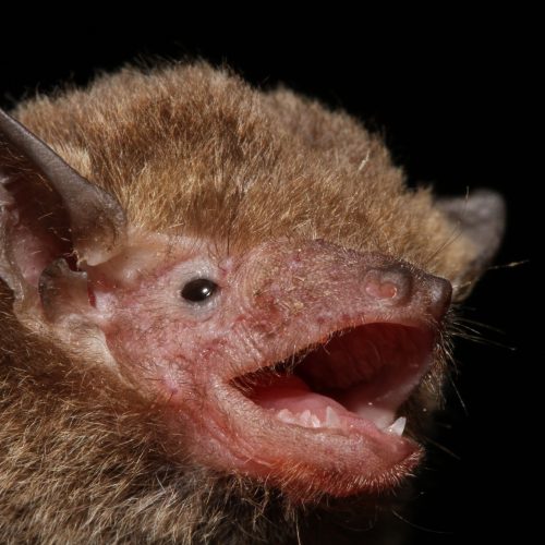 ©Manuel Ruedi CC BY-NC