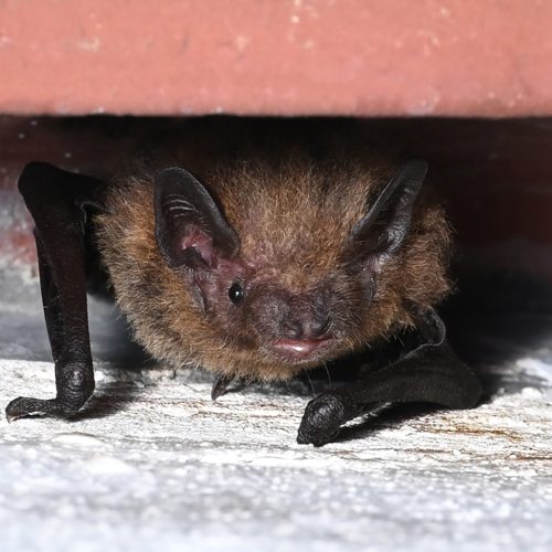 ©Navid Tam (All Rights Reserved)