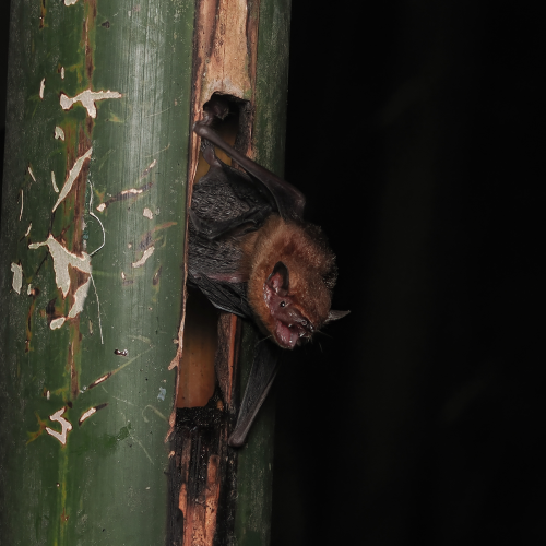 ©FS Sour (All Rights Reserved)